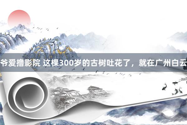 爷爱撸影院 这棵300岁的古树吐花了，就在广州白云